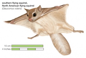 Tips Merawat Tupai Terbang Hewan Jinak Imut Dan Lucu Gemar