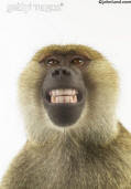 Funny baboon images ~ unique animal wallpapers