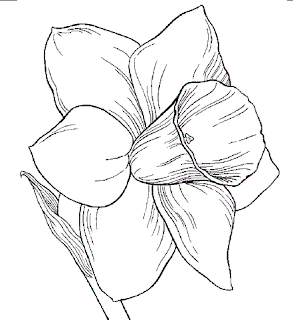 Daffodil Coloring Pages