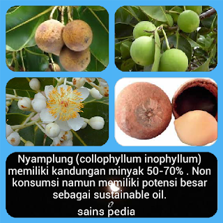 Karakteristik dan Komposisi Minyak Nyamplung Karakteristik dan Komposisi Minyak Nyamplung