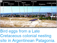 http://sciencythoughts.blogspot.co.uk/2015/01/bird-eggs-from-late-cretaceous-colonial.html