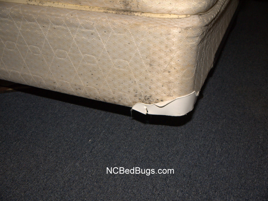 Bed Bug On Mattress Pictures BangDodo