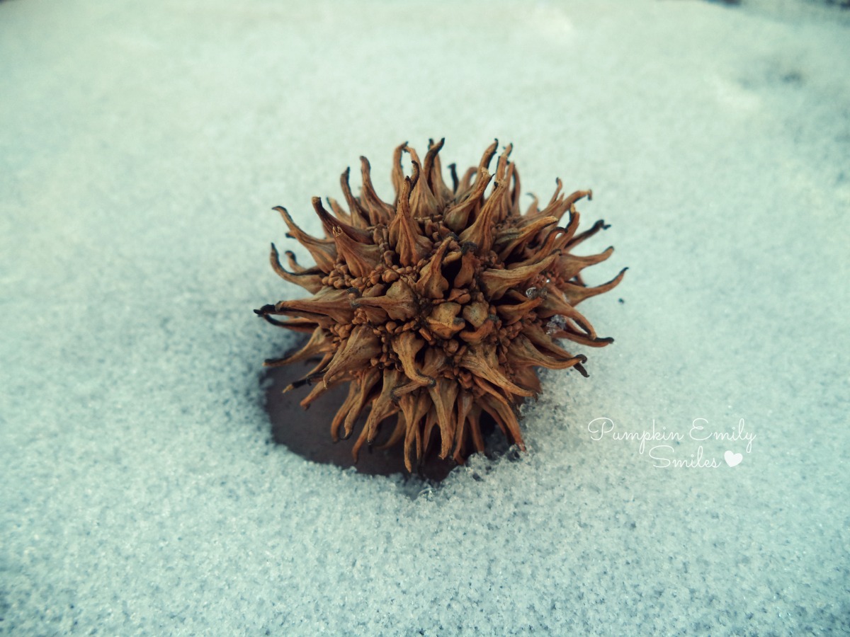 Snow and a Sweet Gum tree ball