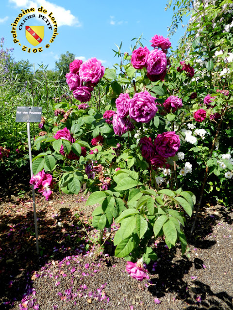 VILLERS-LES-NANCY (54) - La roseraie du Jardin botanique du Montet - Roses Roi des Pourpres