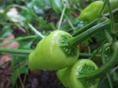 jalapeno peppers, how to grow