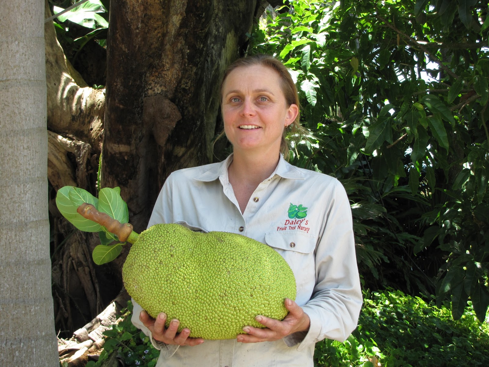 Daleys Fruit Tree Blog Jackfruit the biggest Fruit grown in Australia
