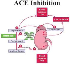 ace inhibitors less likely to cause cough
