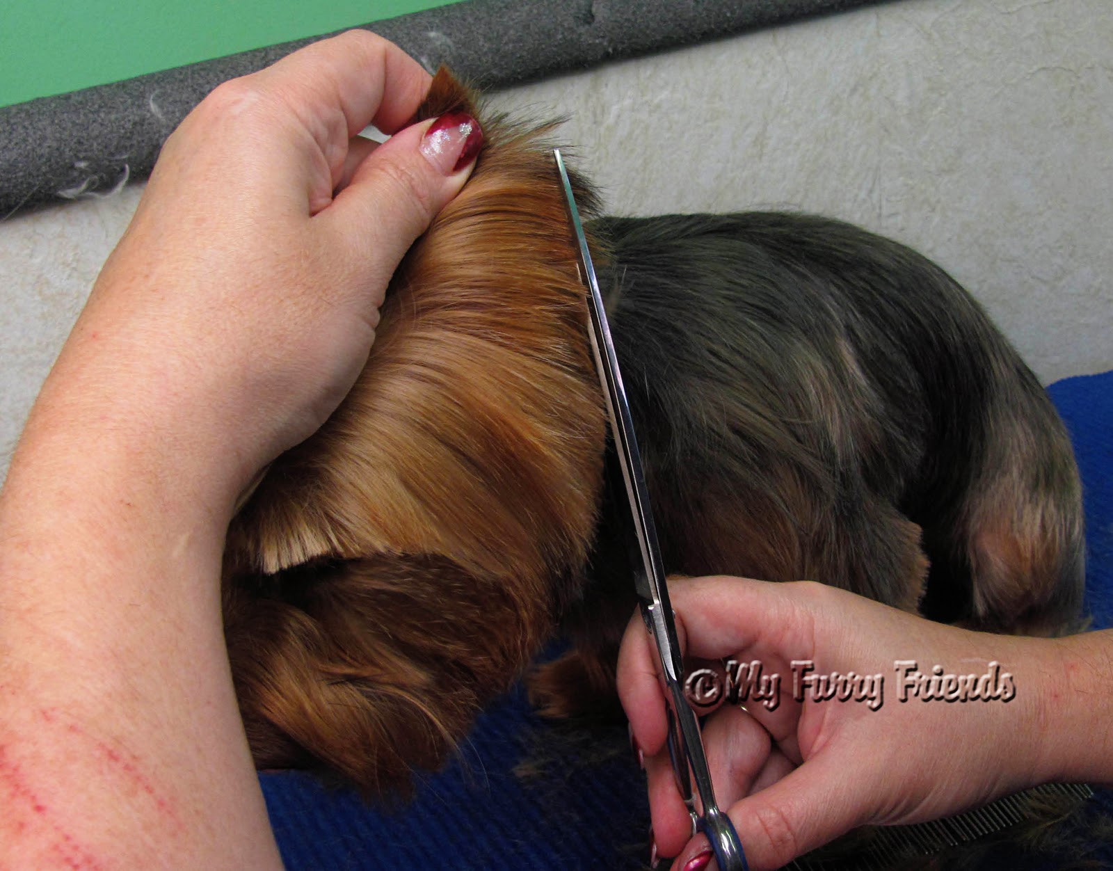 Pet Grooming The Good, The Bad, & The Furry Yorkies