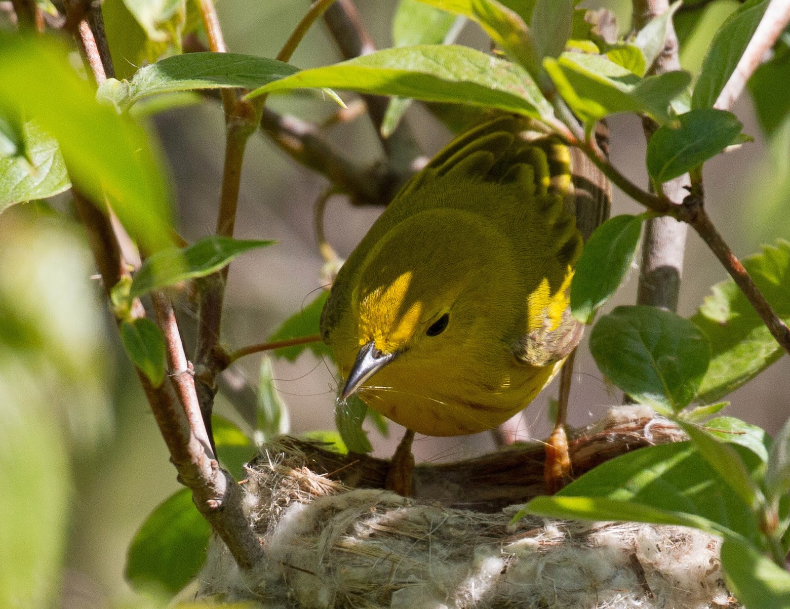 Philly Bird Nerd Magee Marsh Residents