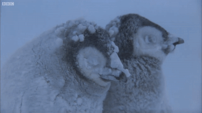 혹독한 남극의 겨울을 견디는 펭귄들