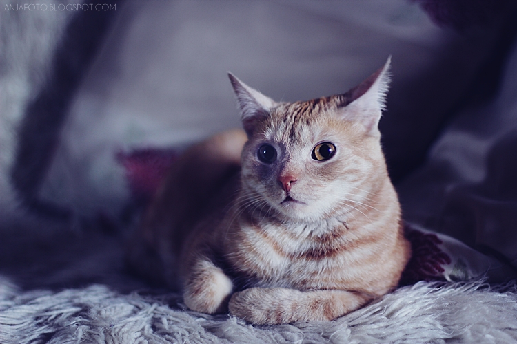 kot, koty, rudy kot, rude koty, fotografia kotów, fotograf łomianki