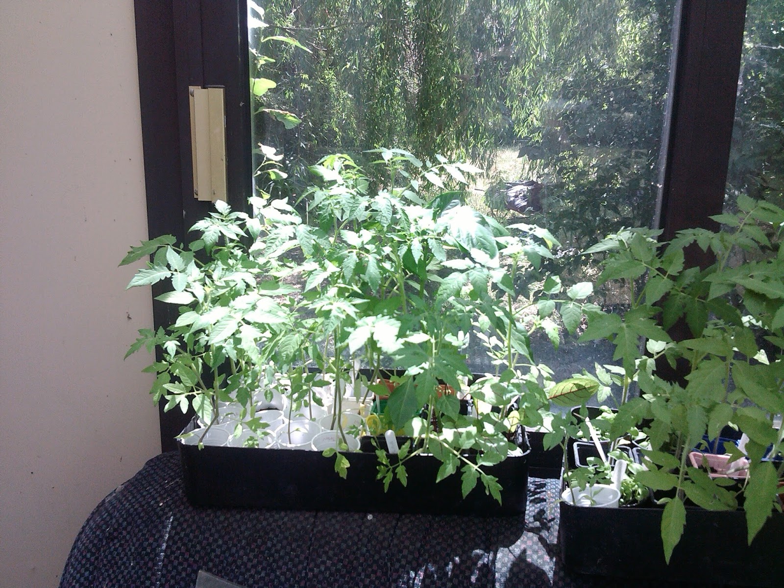 Le Potager D Aurelie Est Il Necessaire D Acheter Du Terreau Special