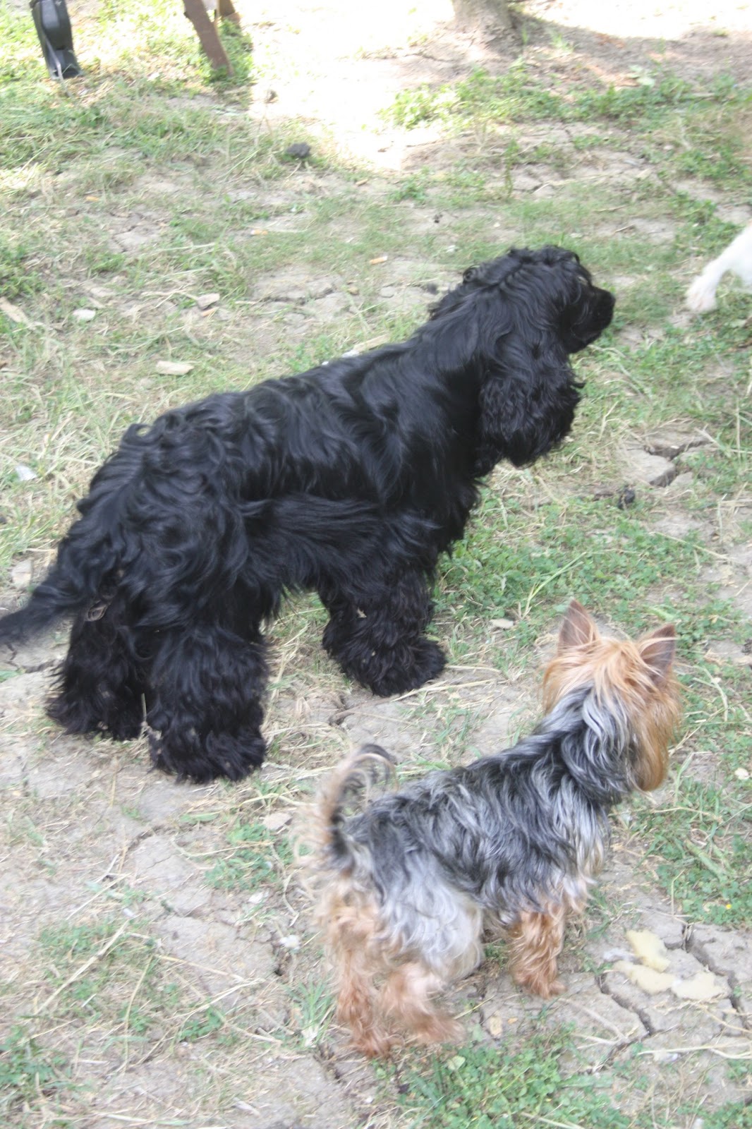 sahibinden köpek oteli İstanbul
