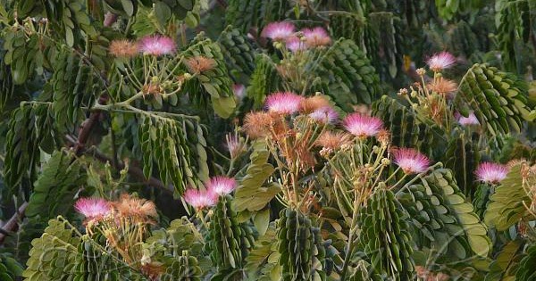 RAIN TREE IN A CONCRETE JUNGLE 