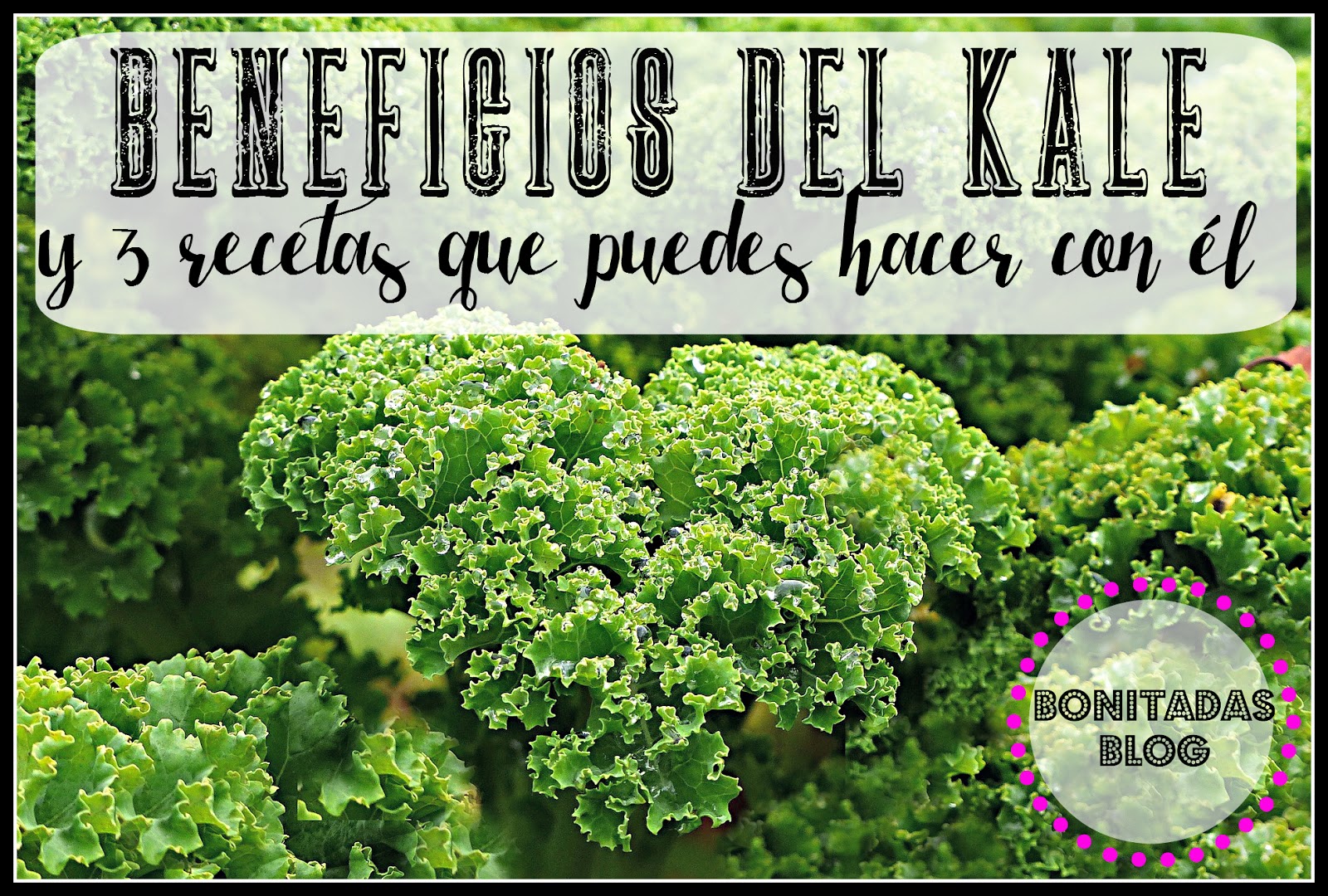 Beneficios Del Kale Y 3 Recetas Que Puedes Hacer Con Él Fitness