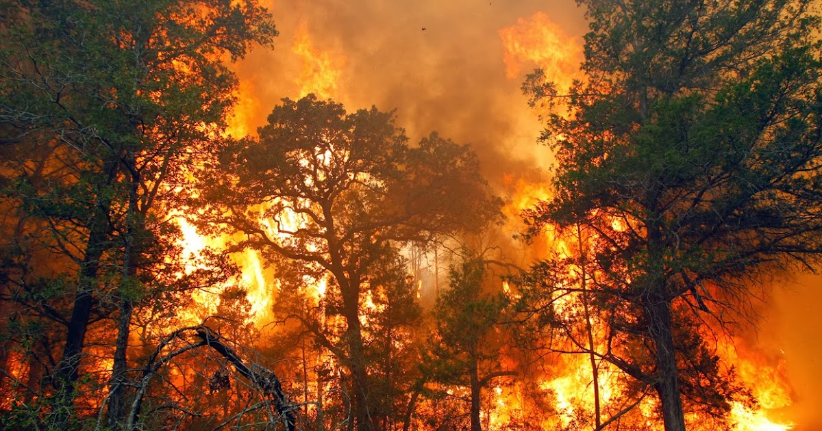 Kebakaran Rumah, Hutan, Sendiri, Pabrik, Orang, Kantor Dokumentasi