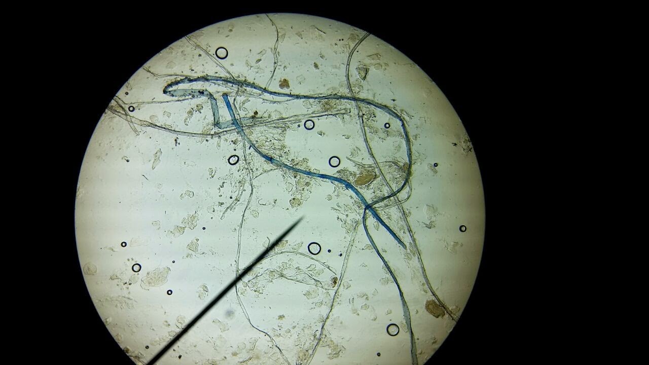Liza's Science Lab Enotebook L12. DNA Extraction