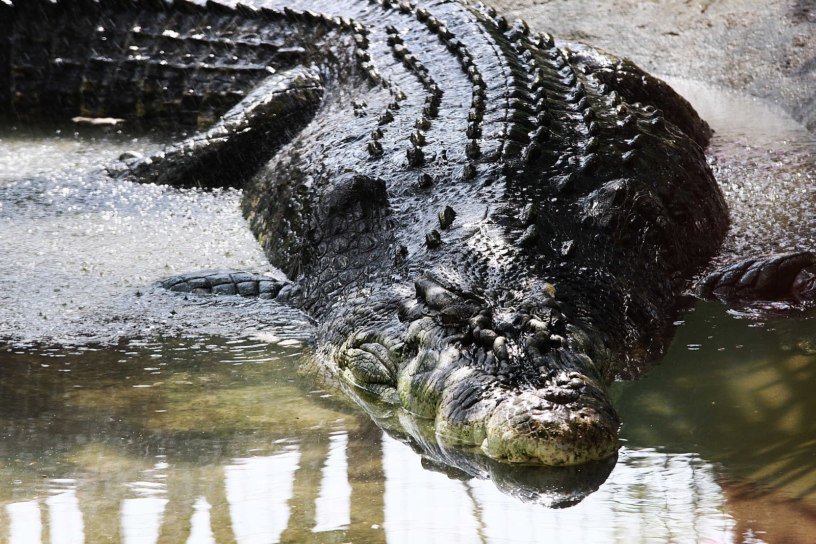 Самый большой аллигатор. Гребнистый крокодил Лолонг. Лолонг крокодил людоед. Гребнистый крокодил Кассиус.