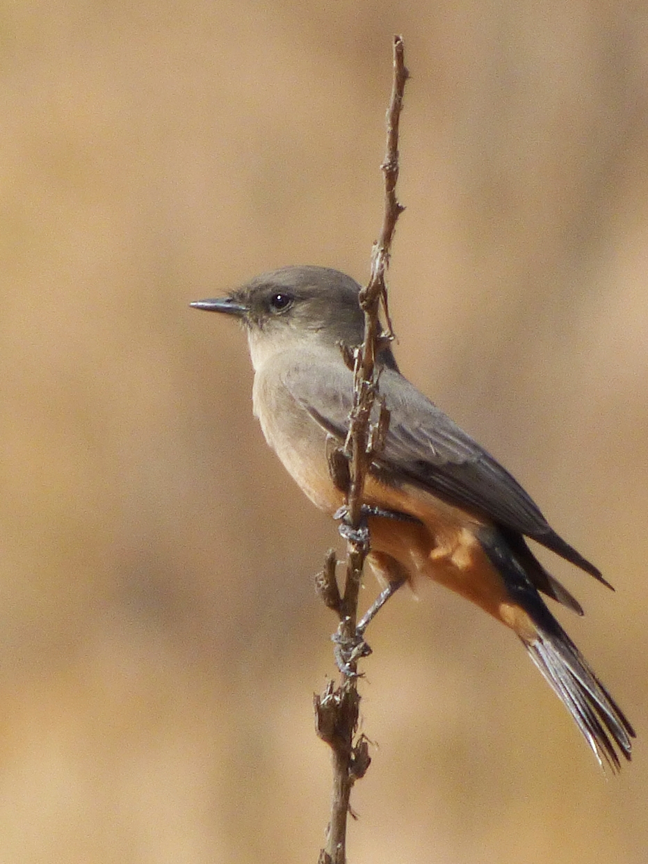 Geotripper's California Birds Say's Phoebe at the San Joaquin National