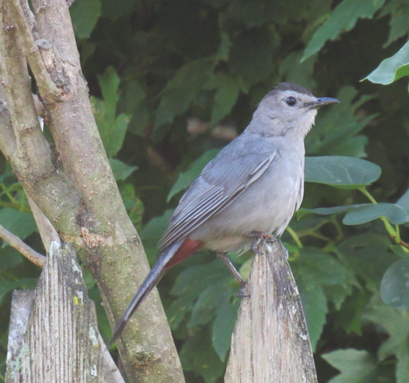 Garden Grumbles and Cross Stitch Fumbles Michigan Backyard Birds