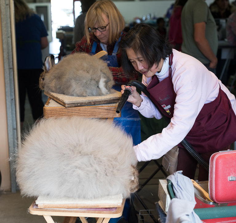 Northern California Angora Guild Betty and Carol Grooming at Red Bluff