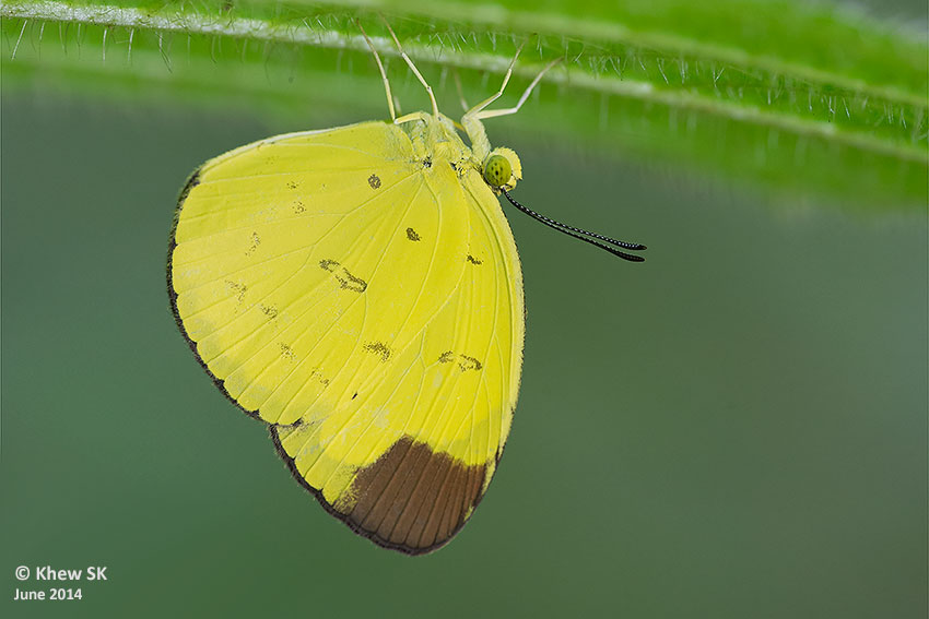 Butterflies of Singapore Upside Down Butterflies