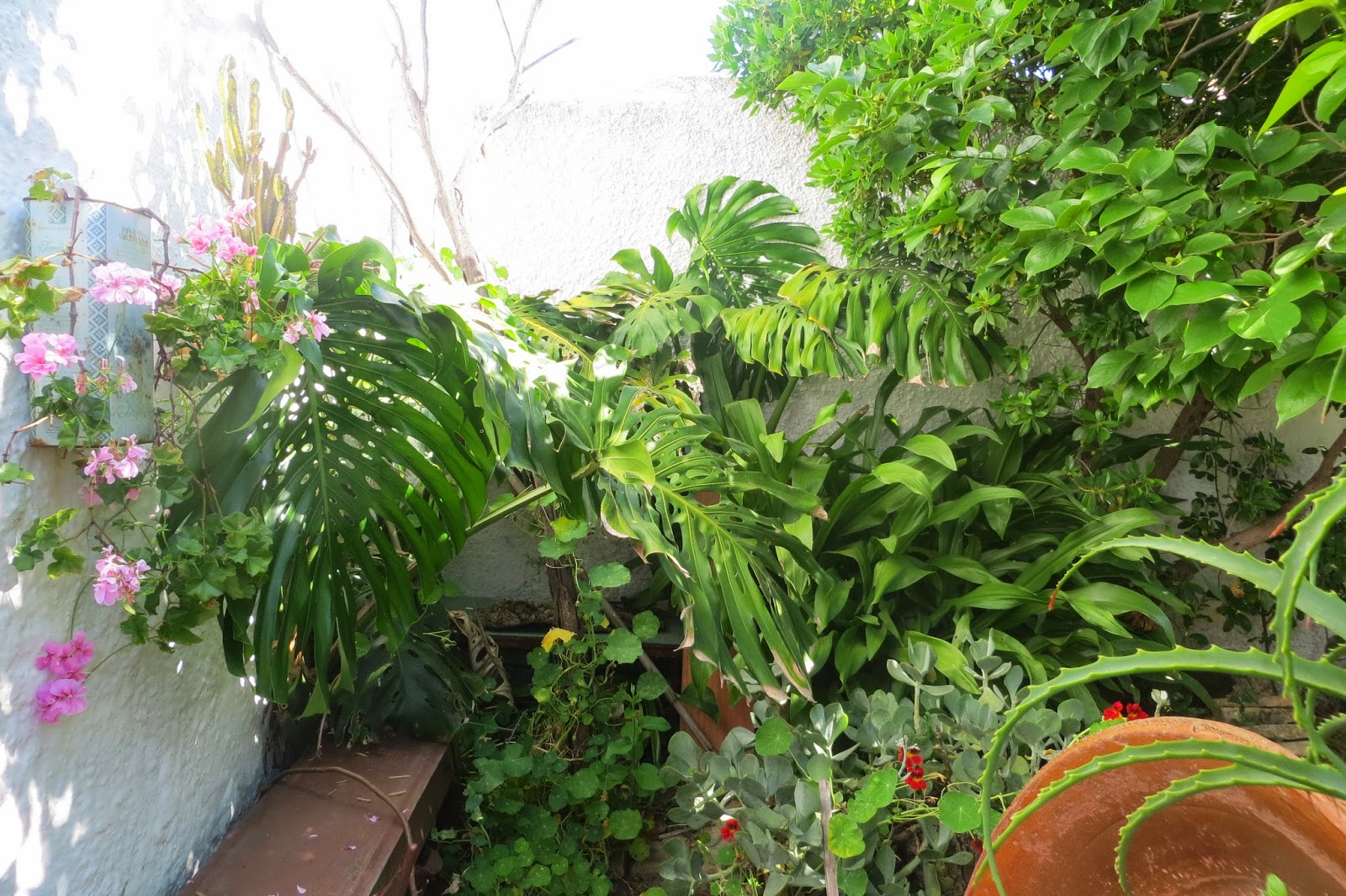 CPR.BEMBEZAR: LOS PATIOS DE CÉSPEDES EN LA PRIMAVERA DEL AÑO 2014