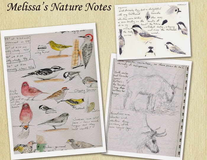 Melissa's Nature Notes