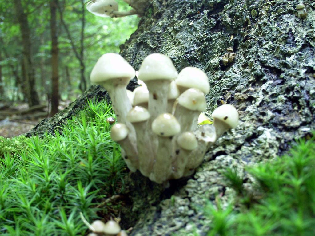 Pilze Sammeln und Pilze Bestimmen Blog Baumpilze bestimmen Teil 2