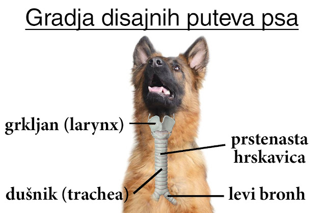 Građa disajnih puteva psa - Panvet Subotica