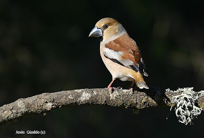 Durbec (Coccothraustes coccothraustes)