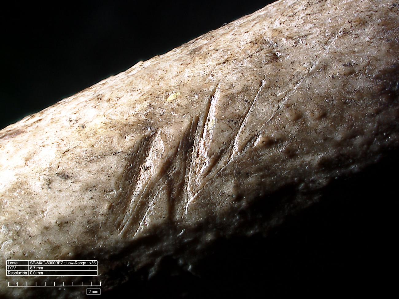 Marcas de corte sobre hueso de ave, cueva Quesem, Israel. Marcas de corte sobre hueso de ave, cueva Quesem, Israel.