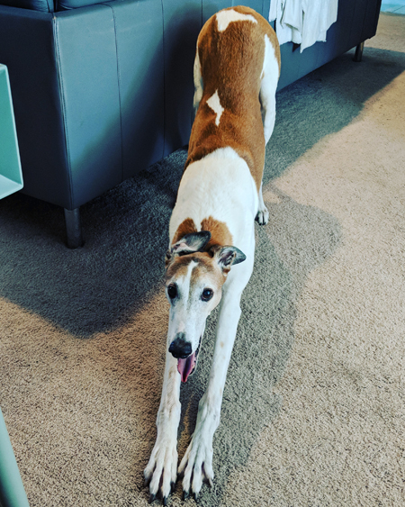 image of Dudley the Greyhound stretching and yawning while looking at me, in the living room near my desk