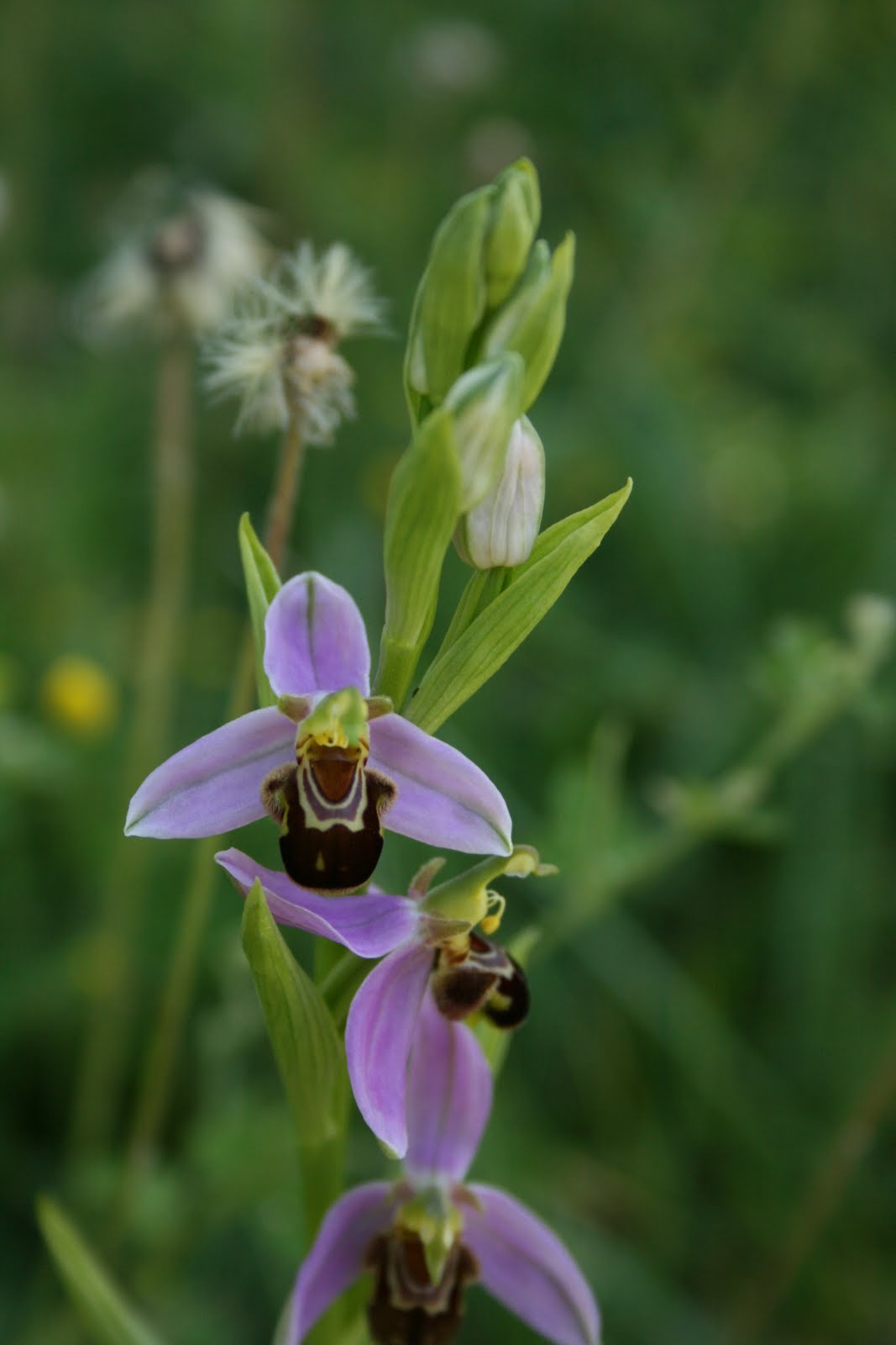 A new life in rural France Wild Orchids