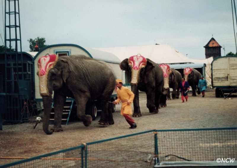 Norberts Internationale Circuswelt Circus Krone Elefanten 1992