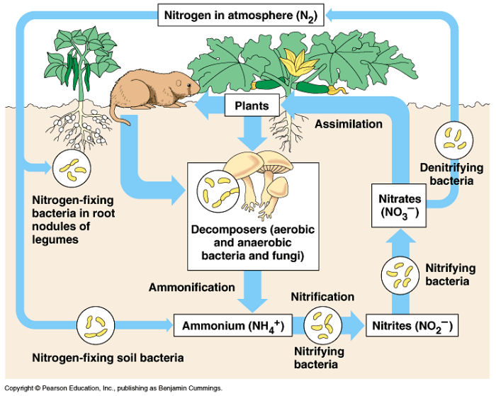 the-nitrogen-cycle