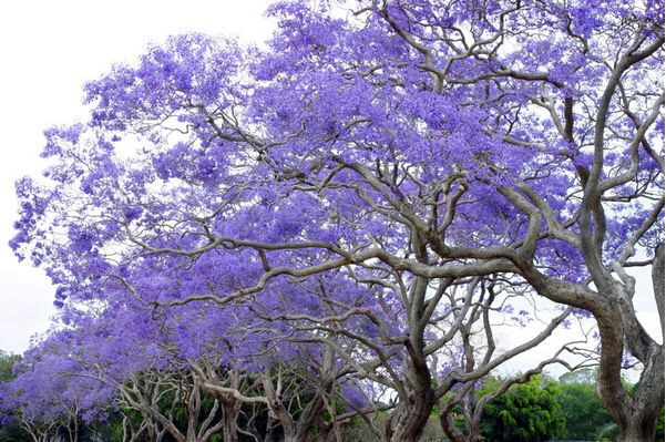 Pohon Dengan Bunga Terindah di Dunia Pohon Dengan Bunga Terindah di Dunia