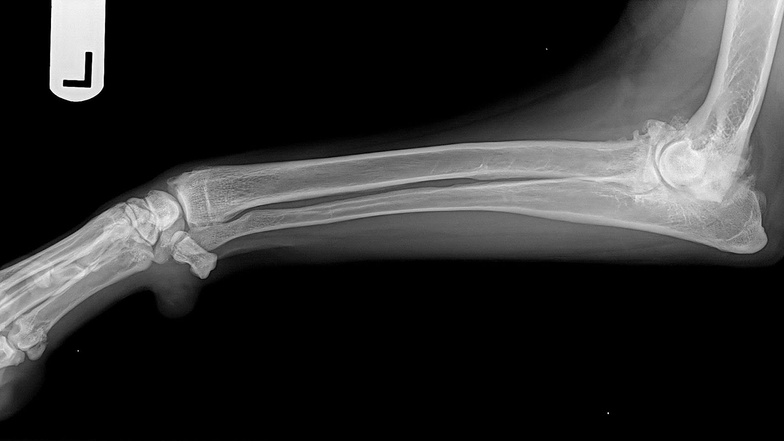 Severe Arthritis In Dogs Dog Choices