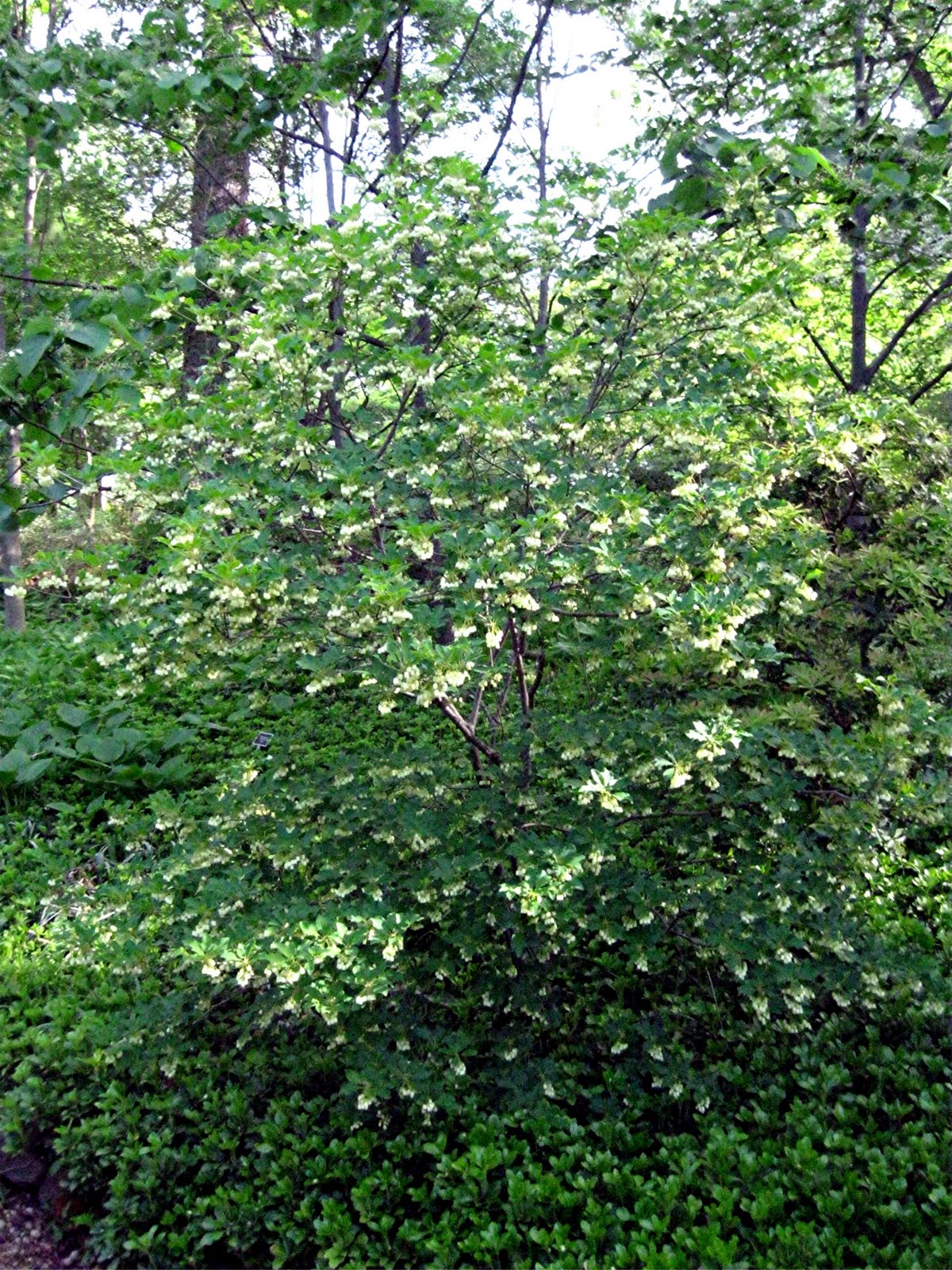1003 Gardens Enkianthus campanulatus 'Showy Lantern' and 1003 Gardens Enkianthus campanulatus 'Showy Lantern' and