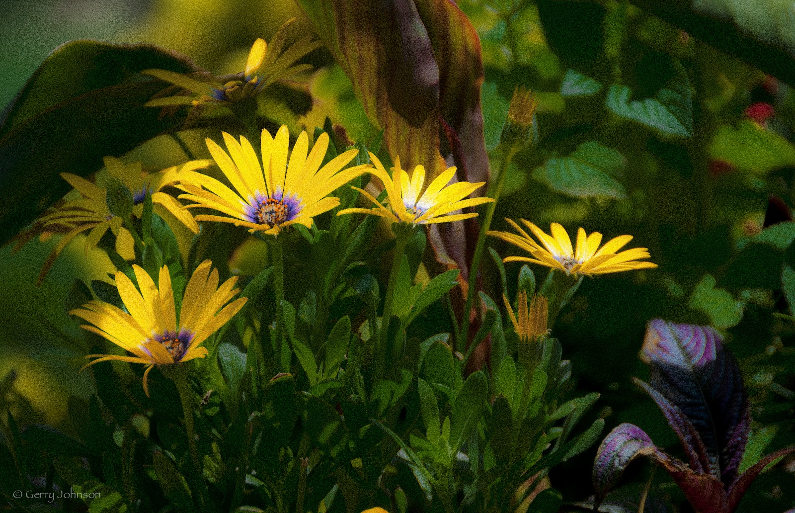 Gerry's Place Yellow, yellow, kiss a fellow!