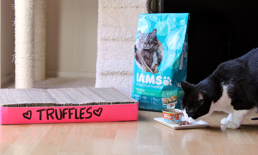 Find IAMS™ cat food and treats at your local Walmart, The IAMS™ cat range features a variety of specially formulated recipes to target your cat's individual needs from hairball care and prevention to digestive health and oral care. #IAMSCat (AD)