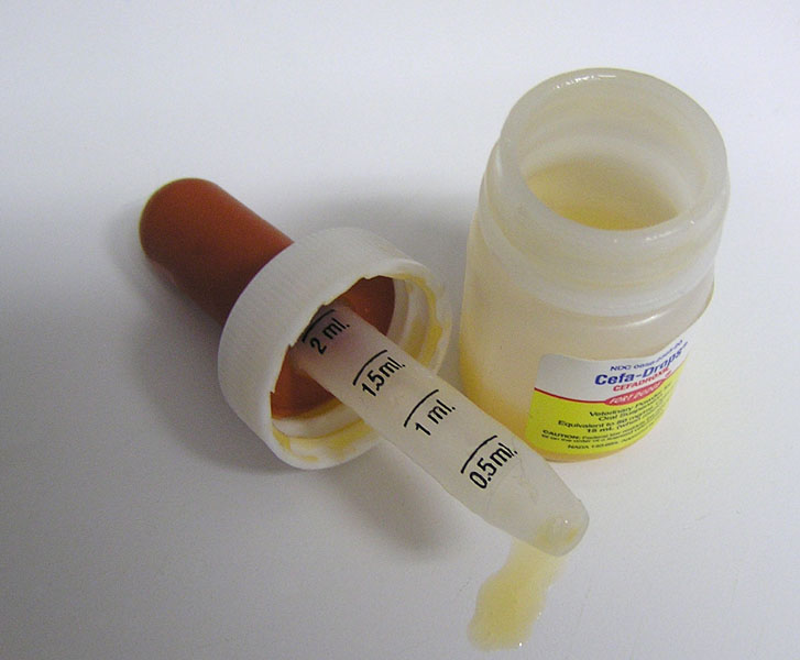 The Modern Housewives How to Clean Antibiotics Stains from Carpet