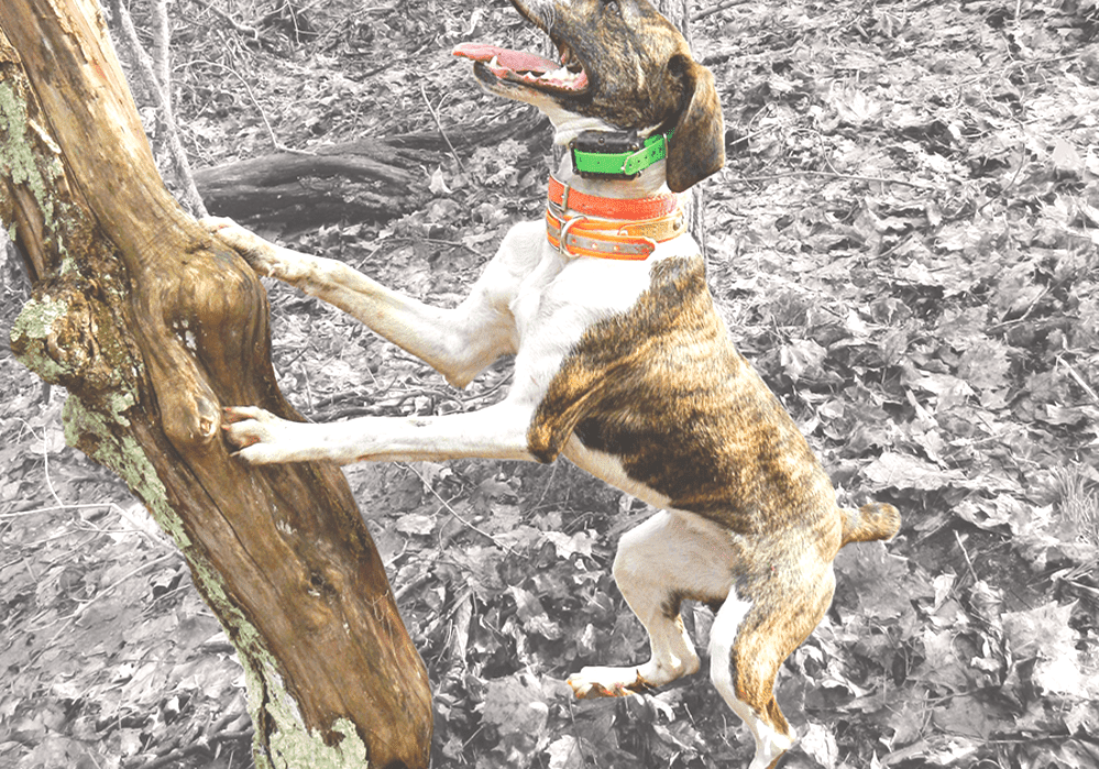 feist dog breed in italian feist dog breed in italian