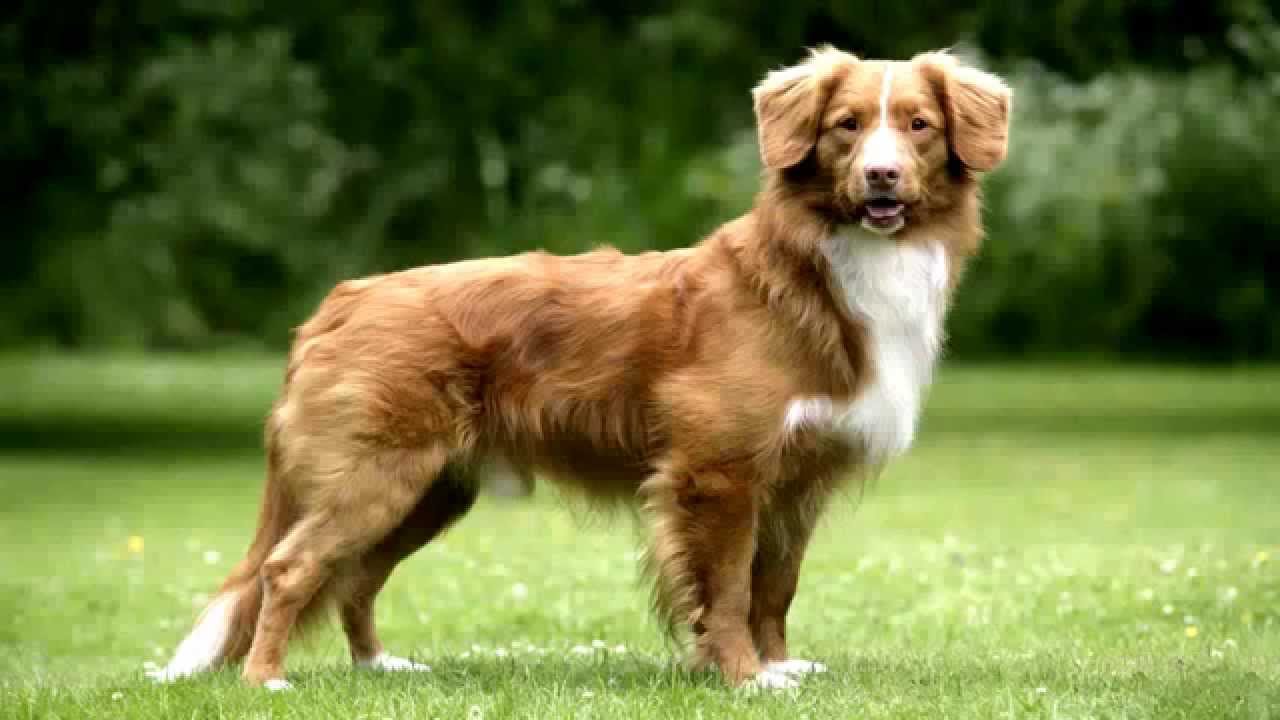 Dog Blog Toronto 5 Distinctly Canadian Dog Breeds