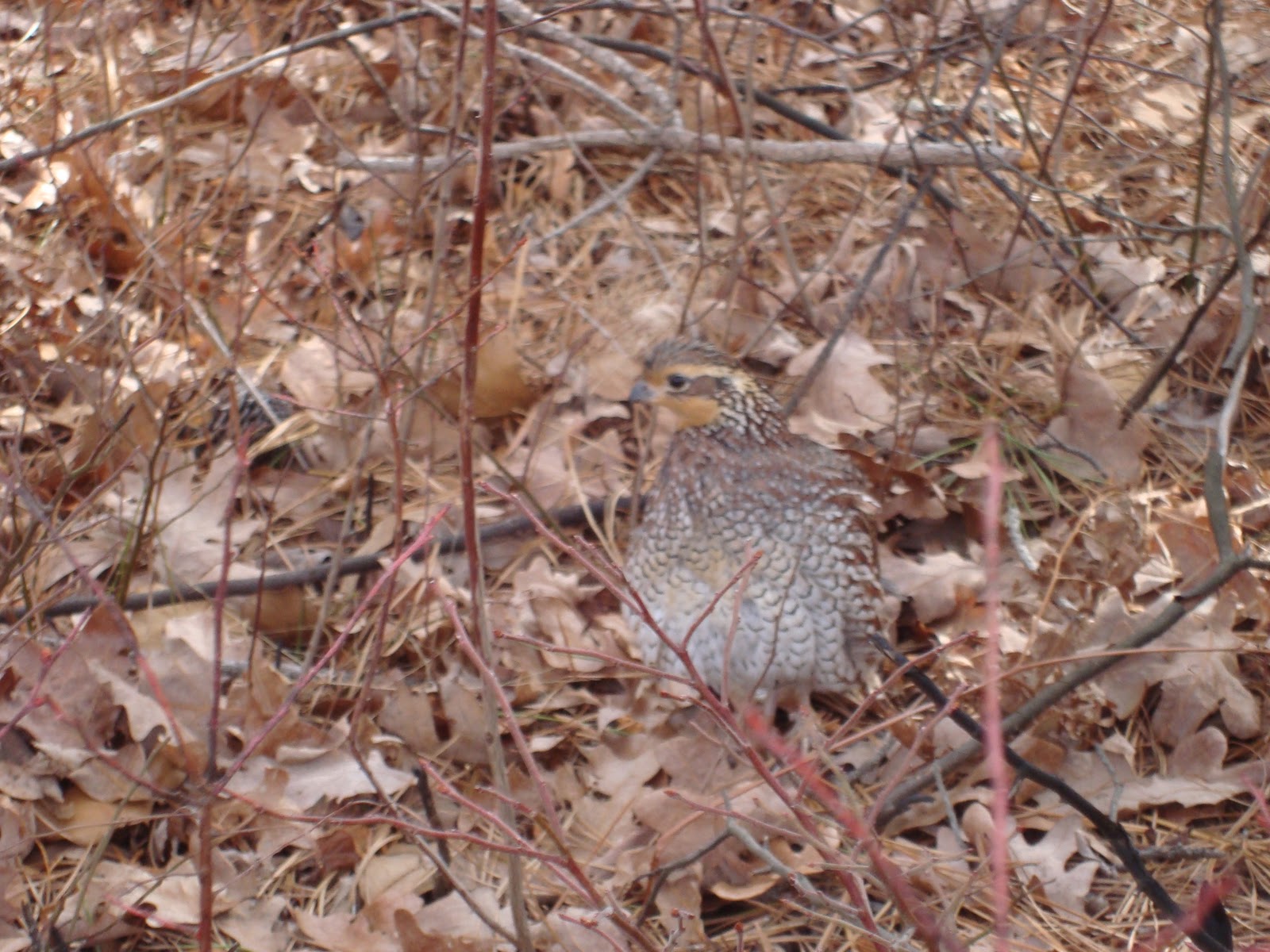 Atlantic County Game Preserve A Great Sunday Hunting Quail at The