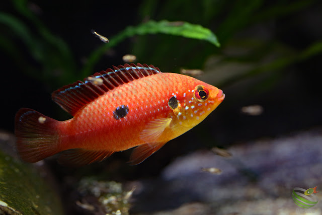 Hemichromis lifalili(sp.moanda)