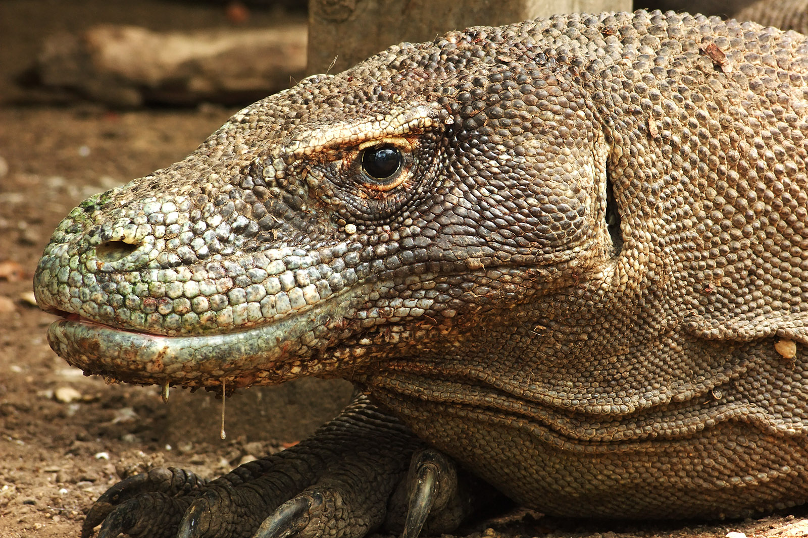роговые щитки на теле. роговая чешуя крокодил. роговой покров пресмыкающихся. кожа аллигатора. кожа пресмыкающихся, покров тела.