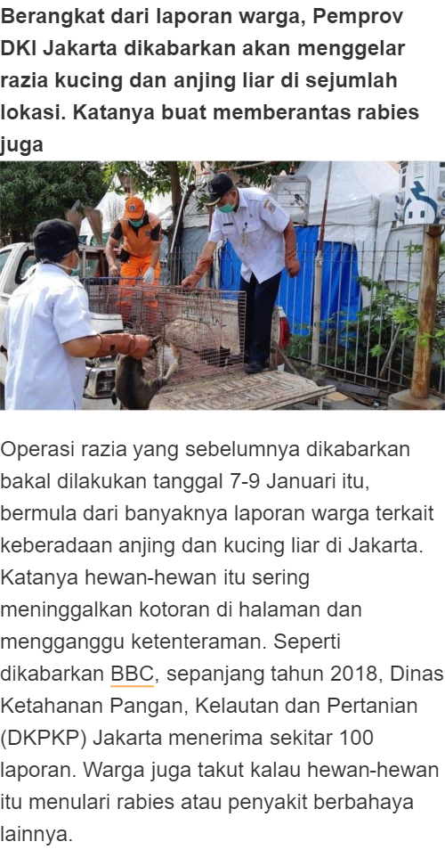 Razia Kucing Dan Anjing Liar Di Jakarta Nasib Hewan Terlantar Di