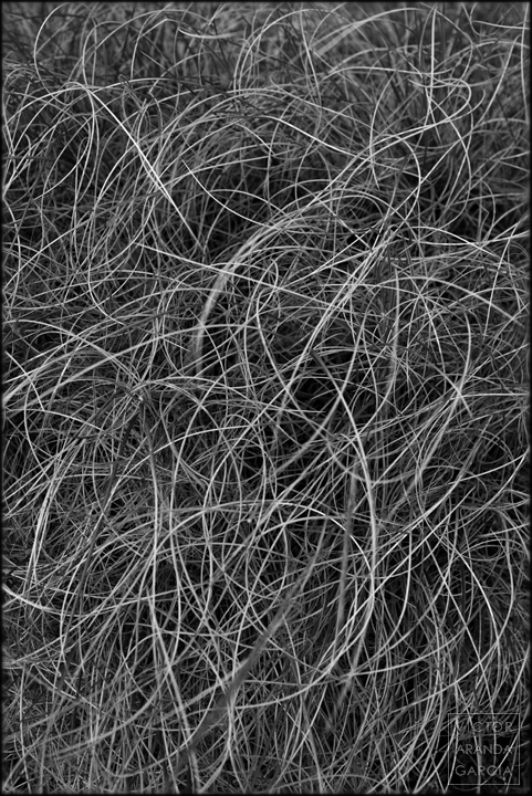 Arbusto Foto de un arbusto cuyas ramas parecen un lío de cables