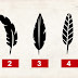 Personality test: tell me which feather you choose and I'll tell you who you are
